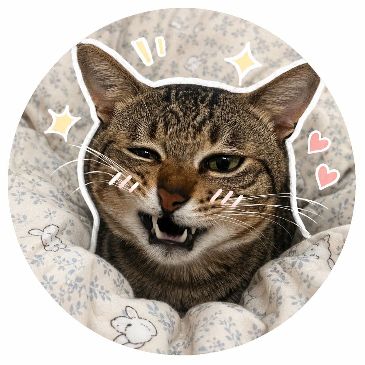 Cat avatar