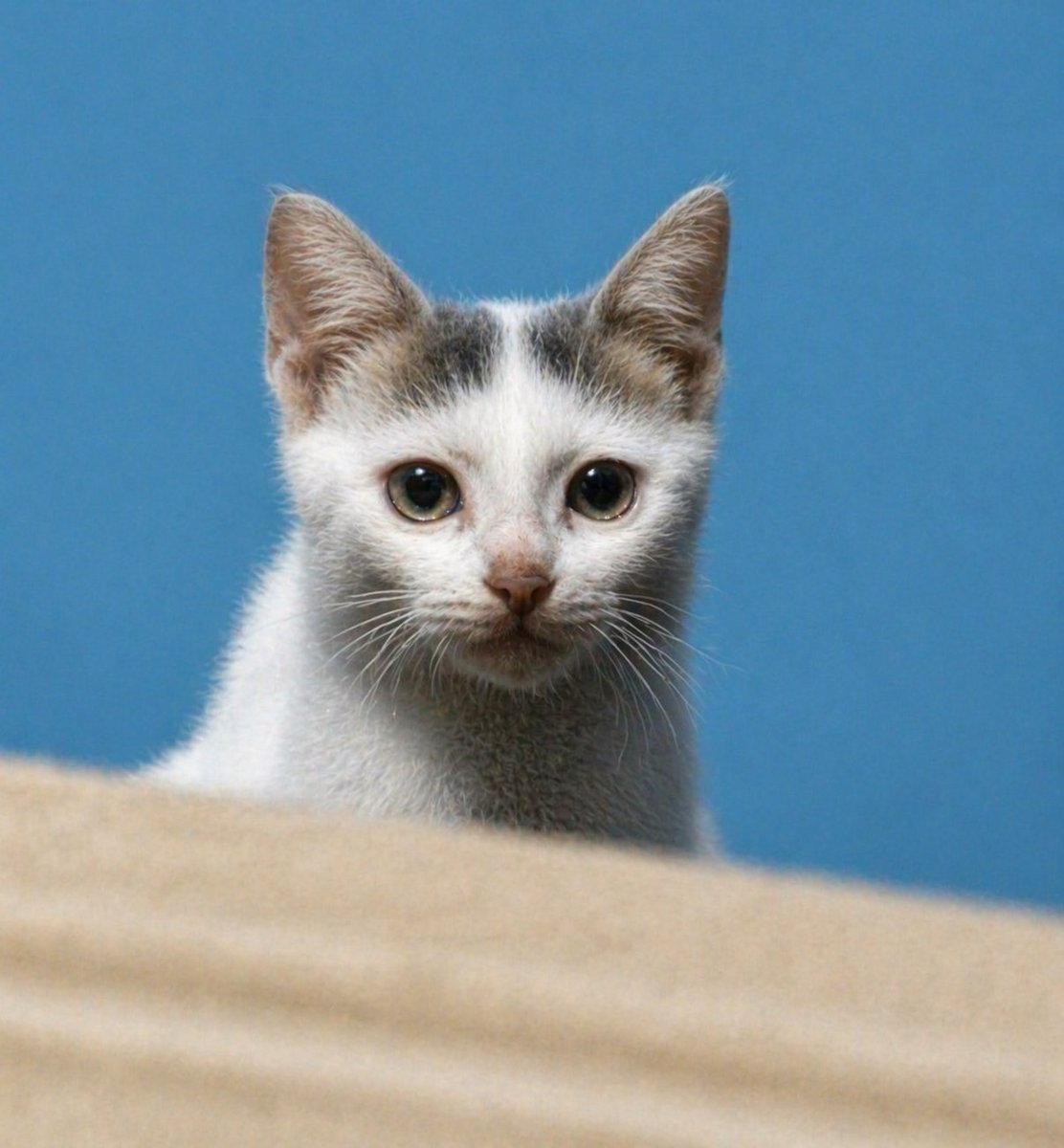 Cat pixel realistic