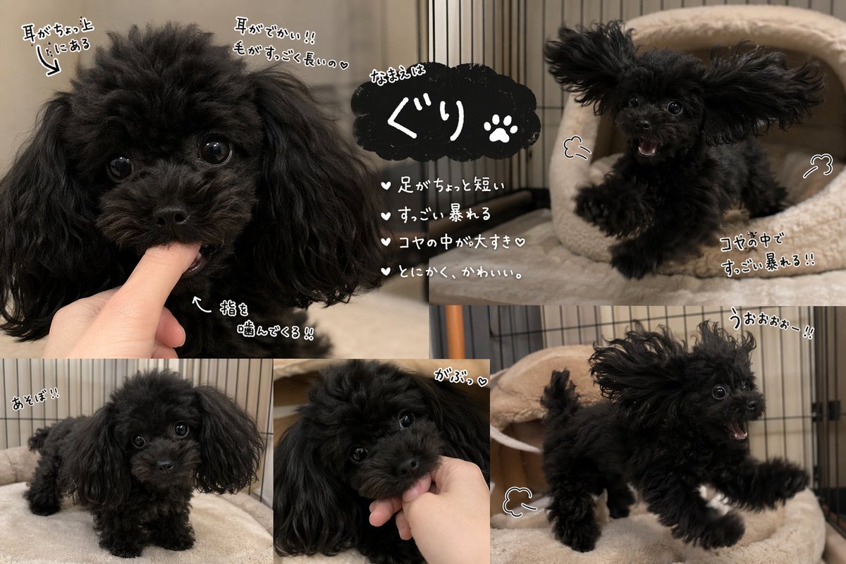 Dog doodle realistic warm indoor cute